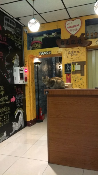Reception desk + cat